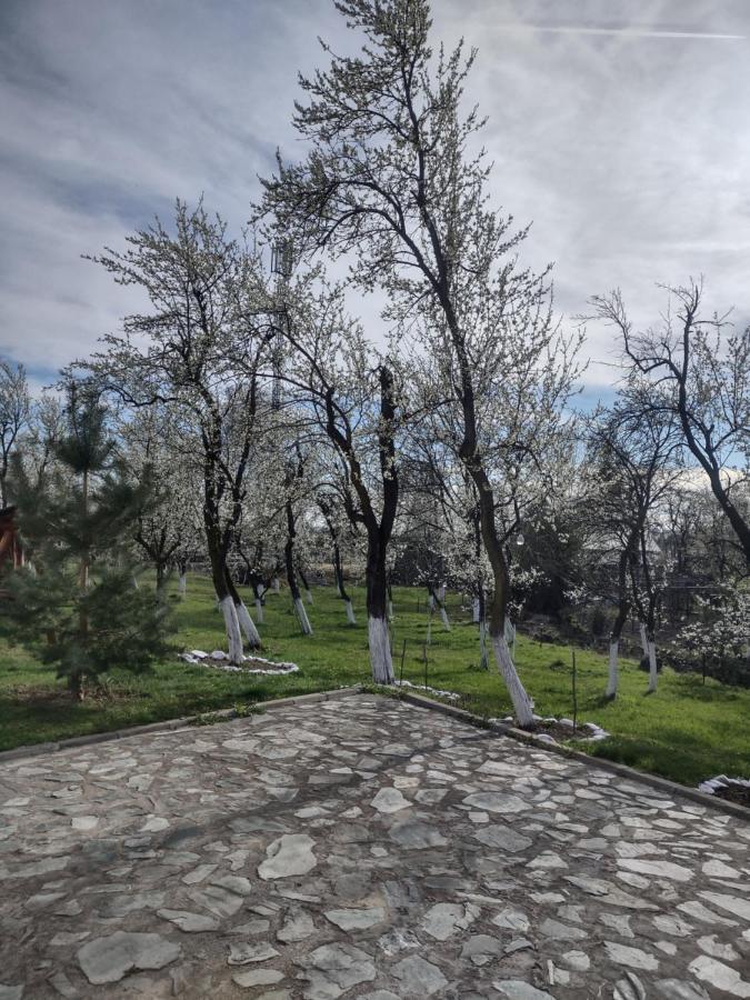 Pensiunea Codruta Cărpinişu Esterno foto