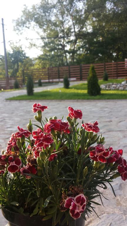 Pensiunea Codruta Cărpinişu Esterno foto
